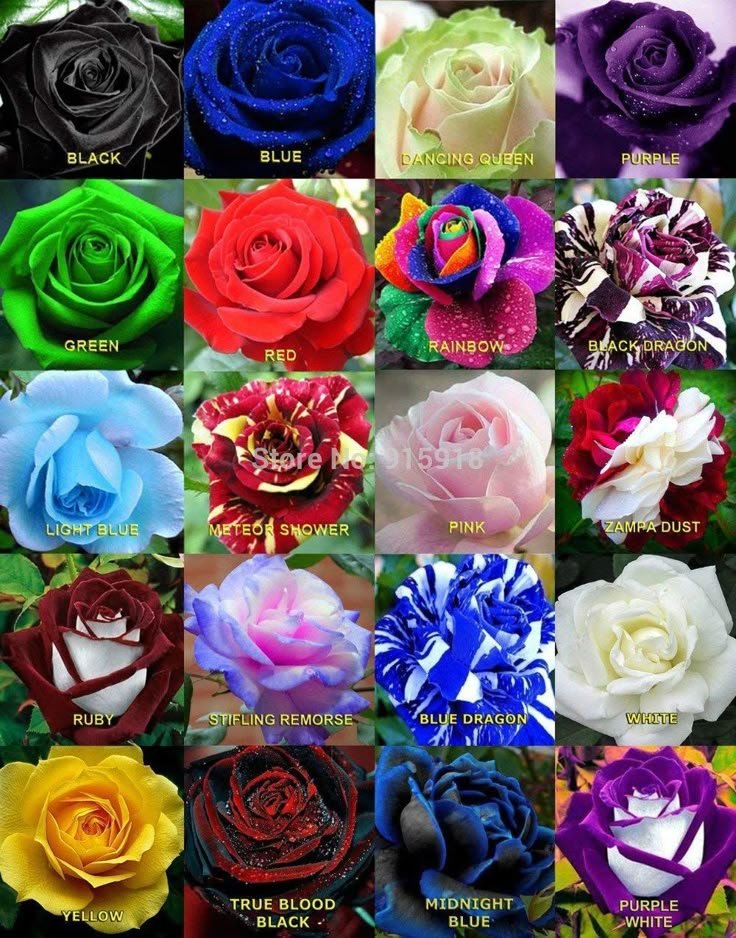 Lolajack app in United Kingdom Lolajack app in United Kingdom